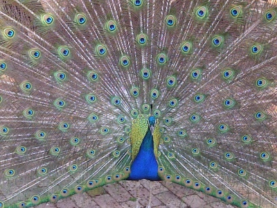 Peacock showing his colours